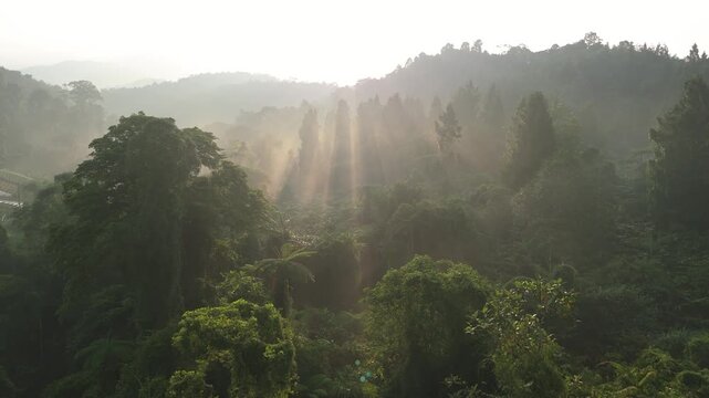 Aerial view of sun rays piercing through the misty canopy of a lush tropical forest in the hills of Sukabumi, West Java, Indonesia.