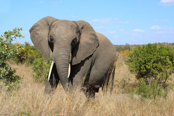 Fototapeta premium Afrikanischer Elefant / African elephant / Loxodonta africana