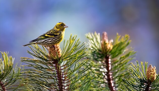 pine siskin spinus pinus in spring