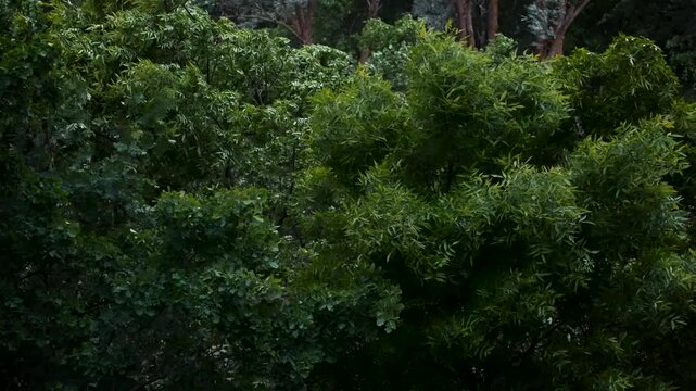 Strong wind makes the trees bend. A natural phenomenon. The onset of storms and storms.