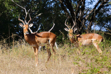 Naklejka premium Schwarzfersenantilope / Impala / Aepyceros melampus