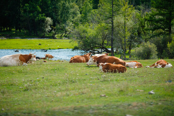 Obraz premium Herd of cows resting on grassy meadow near tranquil river under trees Altay Russia