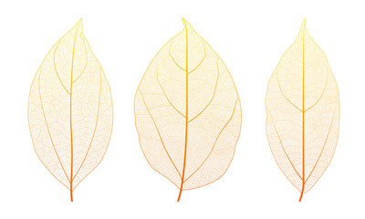 Obraz premium Plant leaf vein anatomy reveals intricate networks and cellular texture vector illustration set. Macro closeup of organic botanical pattern with geometric skeleton structure and natural design element