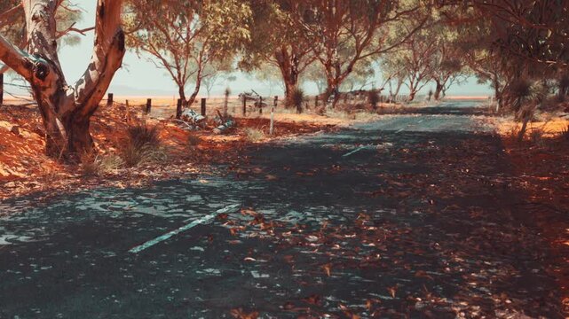 A worn road surrounded by trees leading towards a field. The light shines through the branches, and the ground is dry. The place looks quiet and remote.