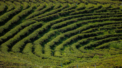 Obraz premium Green terraced tea plantation landscape with curved rows and lush foliage for agricultural background and eco tourism