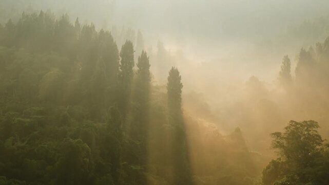 Aerial view of dense forest and pine trees covered in morning mist with sunbeams filtering through the canopy in Sukabumi, West Java, Indonesia.