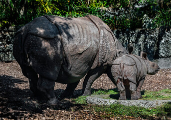 Fototapeta premium Great indian rhinoceros female and her kid. Latin name - Rhinoceros unicornis