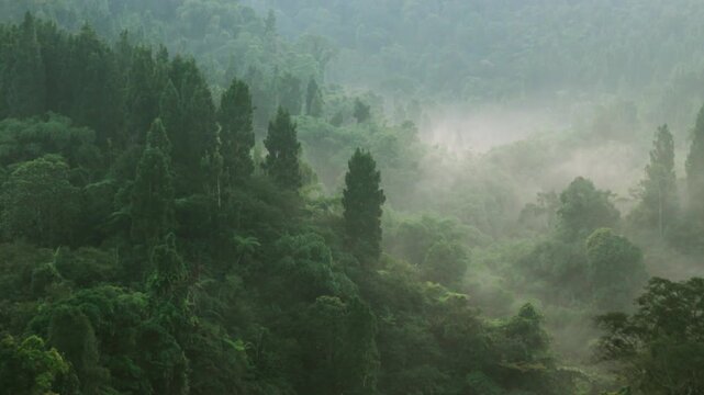 Aerial view of misty tropical forest with dense green trees and fog rolling through the valley in Sukabumi, West Java, Indonesia.