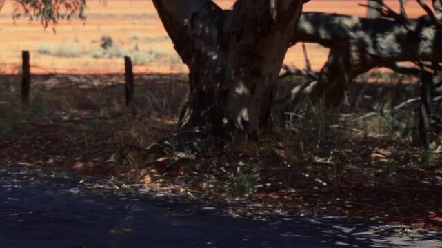 A tree stands on the ground with orange soil around it. The background shows a distant landscape under a clear sky. The scene captures the essence of the outback.