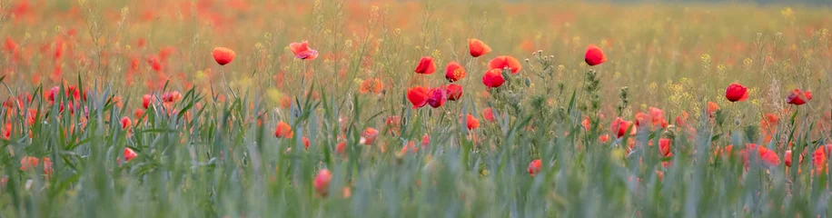 Stunning undulating agricultural landscape with red poppies, photographed during a dry spell in South Moravia in the Czech Republic. The area is known as Moravian Tuscany for its rolling hills. © Lois GoBe