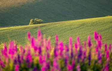 Agricultural landscape with purple giant larkspur flowers, photographed during a dry spell in South Moravia in the Czech Republic. The area is known as Moravian Tuscany for its rolling hills. © Lois GoBe