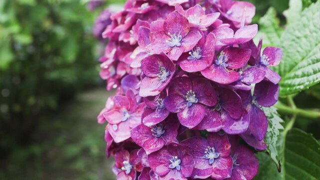 Purple and green high contrast hydrangea with macro scope.