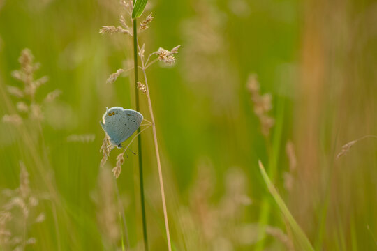 Common blue butterfly resting on a grass stem in a summer meadow