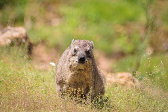Rock hyrax (Procavia capensis) AKA Awawa, dassie, Rickaz, Cape hyrax, rock rabbit, or coney