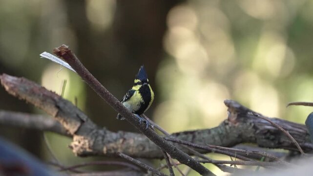 A yellow-cheeked tit perched on a tree branch in a natural Himalayan forest habitat, showing black head, yellow cheek patch and natural foraging behavior among woodland branches.