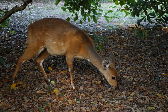 S&uuml;dliche Schirrantilope / Cape bushbuck / Tregelaphus sylvaticus