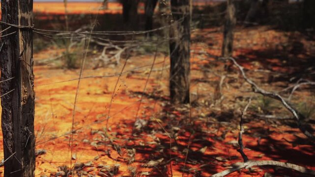 Dry land covers the ground with scattered twigs and grass. Barbed wire runs along a tree trunk. The scene shows a rural area under sunlight with no visible water.
