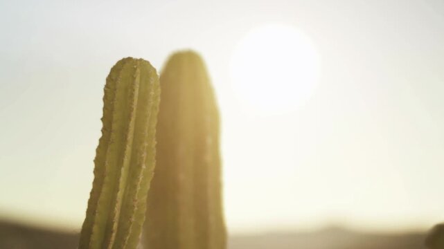 Two tall cacti are visible with the sun shining brightly in the background. The scene takes place in a desert area. The time is during the day.