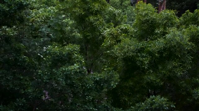 Strong wind makes the trees bend. A natural phenomenon. The onset of storms and storms.