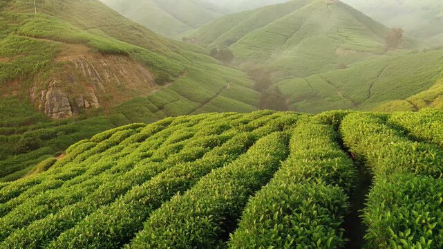 Lush Green Tea Plantations Cascading Down Misty Mountains