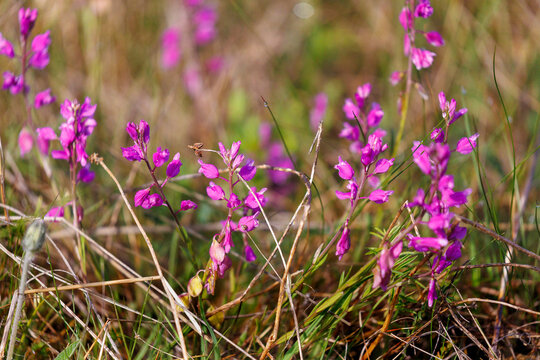 Polygala nicaeensis in Bloom on a Grassland