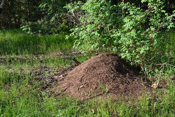 Fototapeta premium Ant hill in a forest clearing in sunset front view
