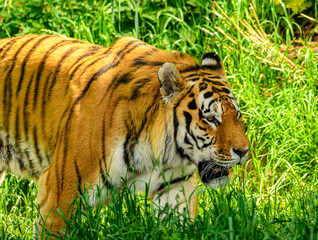 Fototapeta premium Amur or Siberian tiger (Panthera tigris altaica)