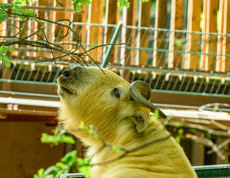golden takin (Budorcas taxicolor bedfordi) reaching branches
