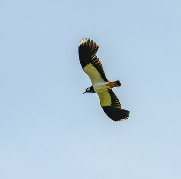 northern lapwing (Vanellus vanellus) flying on the sky