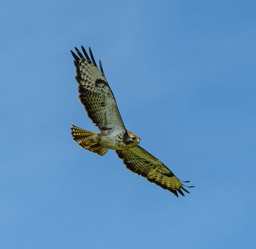 common buzzard (Buteo buteo) in flight