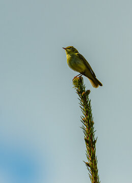 yellowhammer (Emberiza citrinella) bunting on tree