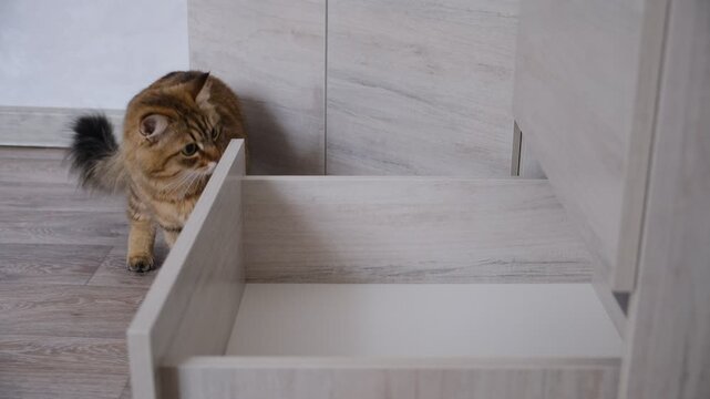 Cute fluffy calico cat exploring cabinet, closet in the living room. Curious domestic cat, That likely lad can turn the calmest day into a whirlwind of excitement