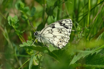 Marbled white butterfly (Melanargia galathea) resting on a green leaf in a sunny meadow close-up © Badr