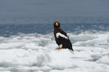 Majestic wild steller's sea eagle on frozen pack ice hokkaido japan © OvidiuDaniel
