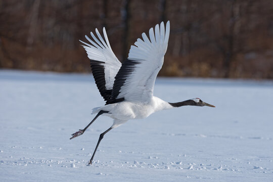 Red crowned crane Grus japonensis taking off from winter snowfield