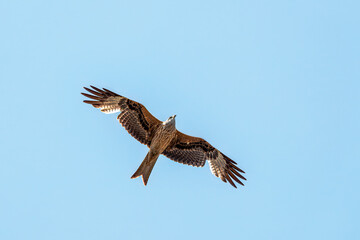 Obraz premium flying red kite