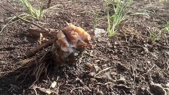 High angle shot of an unchanging rotten root with agricultural debris over rough earthy soil.
