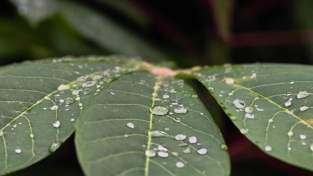Close up view of fresh raindrops sparkling on a vibrant green cassava leaf surface in the morning.