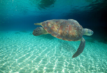 a sea turtle swimming on a reef on an island in venezuela © gustavo