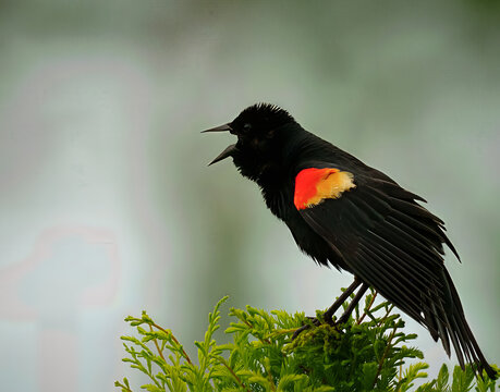 Male red winged blackbird songbird calling with open beak while perched on a green bush at Sweetwater Wetlands Park in Gainesville Florida displaying vibrant red and yellow shoulder patch plumage