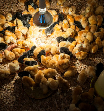 New Hampshire and Australorp chicks under heat lamp in poultry farm brooder.