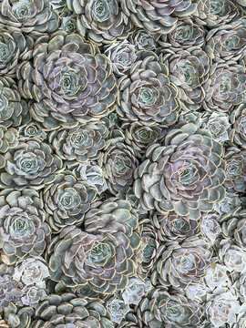 Close-up of hybrid echeveria (binomial name: Echeveria &lsquo;Orion&rsquo;) (also known as Echeveria &lsquo;Fiona&rsquo;), a low-growing, ornamental succulent, in an ornamental garden in spring. For background or texture.
