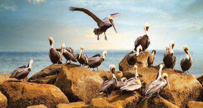 Brown pelican with wings spread wide descending onto a rocky jetty flock of pelicans gathering on boulders at Amelia Island State Park Florida under dramatic bright sky coastal wildlife photography