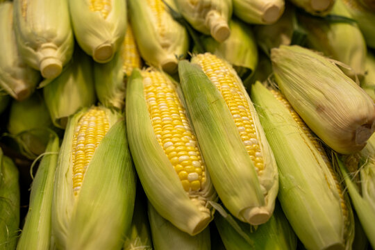Close up of fresh corn on the cob at market