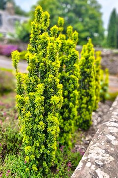 Urban landscaping, decorative evergreen park plants, and botanical gardening concept. A neat row of fastigiate golden yew (Taxus baccata) shrubs with vibrant fresh tips