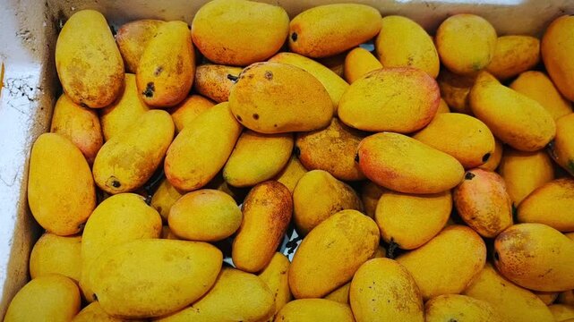 Fresh yellow mangoes piled in a white container, showcasing various sizes and shapes, with a vibrant display of tropical fruit ready for sale in a market setting