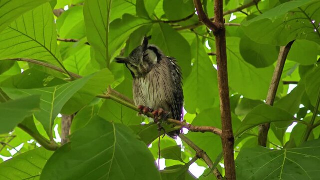 An owl on the branch