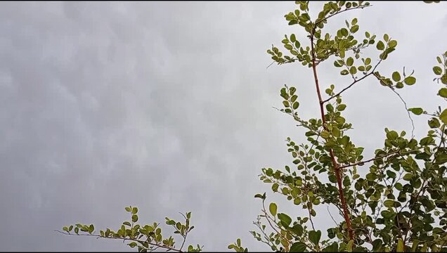 Indian Jujube Tree with Green Leaves and Reddish Brown Branches, Ziziphus Mauritiana Plant Close Up