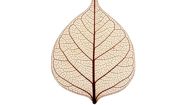 Intricate skeleton of a single leaf showing delicate vein patterns against a white background