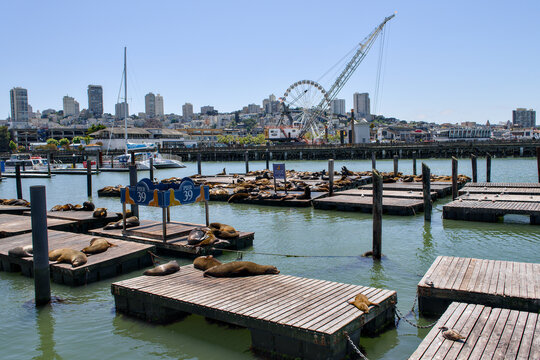 San Francisco California 05 Jun 2026 floating sea lion docks at Pier 39 marina